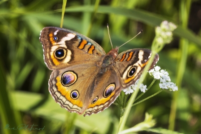 Buckeye Butterfly April 2023